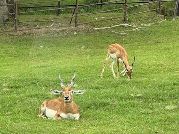 秋吉台自然動物公園 サファリランドに投稿された画像（2025/9/24）