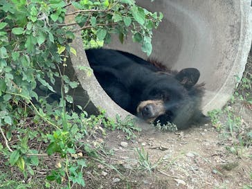 秋吉台自然動物公園 サファリランドに投稿された画像（2025/9/24）