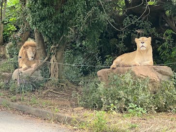 秋吉台自然動物公園 サファリランドに投稿された画像（2025/9/24）