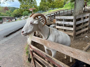 秋吉台自然動物公園 サファリランドに投稿された画像（2025/9/24）