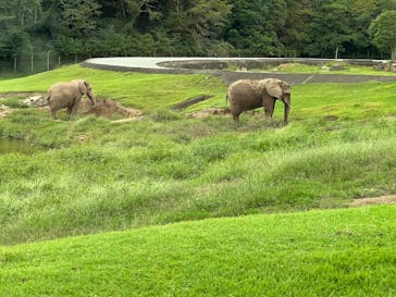 秋吉台自然動物公園 サファリランドに投稿された画像（2025/9/24）
