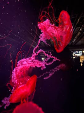 京都水族館に投稿された画像（2025/9/24）