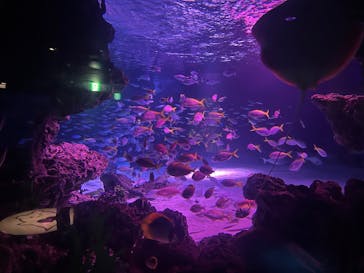 サンシャイン水族館に投稿された画像（2025/9/24）