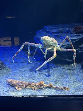 サンシャイン水族館に投稿された画像（2025/9/24）