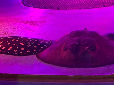 サンシャイン水族館に投稿された画像（2025/9/24）