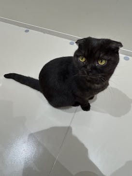 Cat Café MOFF コクーンシティさいたま新都心店に投稿された画像（2025/9/24）