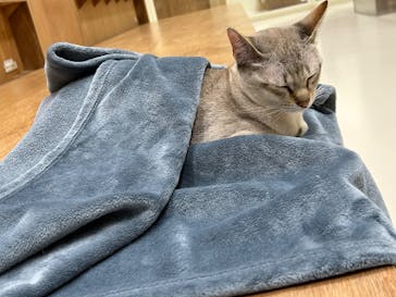 Cat Café MOFF コクーンシティさいたま新都心店に投稿された画像（2025/9/24）