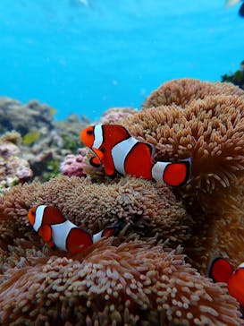 nico 宮古島に投稿された画像（2025/9/24）