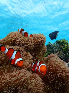 nico 宮古島に投稿された画像（2025/9/24）