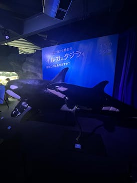 新江ノ島水族館に投稿された画像（2025/9/24）