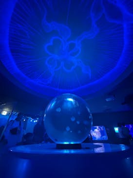 新江ノ島水族館に投稿された画像（2025/9/24）