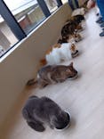 Cat Café MOFF グランベリーパーク店に投稿された画像（2025/9/25）