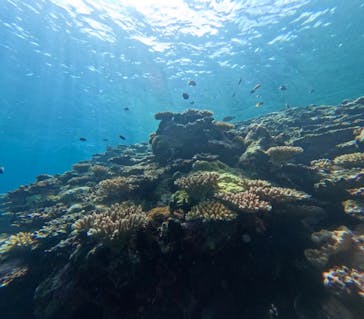 石垣島 ADVENTURE PiPi（イシガキジマアドベンチャーピピ）に投稿された画像（2025/9/25）