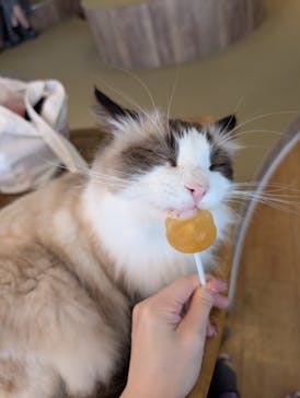 猫カフェモカ　池袋東口店に投稿された画像（2025/9/25）