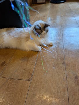 猫カフェモカ　池袋東口店に投稿された画像（2025/9/25）