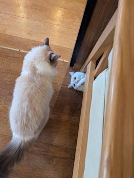 猫カフェモカ　池袋東口店に投稿された画像（2025/9/25）