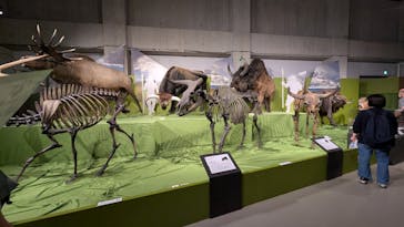 特別展「氷河期展 〜人類が見た4万年前の世界〜」（国立科学博物館）に投稿された画像（2025/9/25）