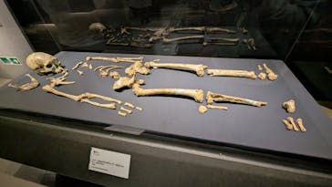 特別展「氷河期展 〜人類が見た4万年前の世界〜」（国立科学博物館）に投稿された画像（2025/9/25）