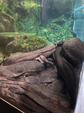 京都水族館に投稿された画像（2025/9/25）