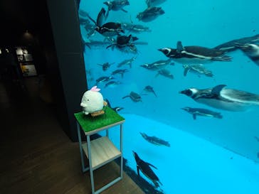 上越市立水族博物館 うみがたりに投稿された画像（2025/9/25）