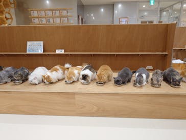 Cat Café MOFF 仙台PARCO店に投稿された画像（2025/9/25）