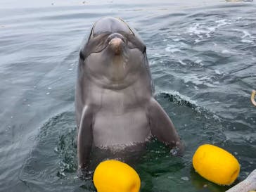 日間賀島ドルフィンビーチに投稿された画像（2025/9/25）