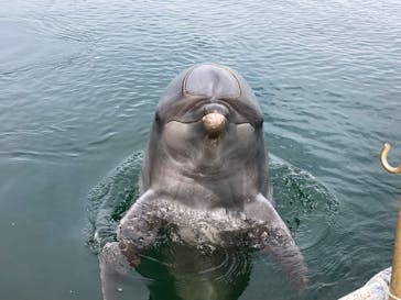 日間賀島ドルフィンビーチに投稿された画像（2025/9/25）