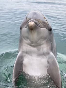 日間賀島ドルフィンビーチに投稿された画像（2025/9/25）