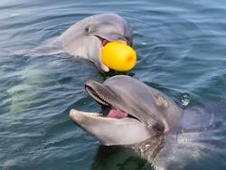 日間賀島ドルフィンビーチに投稿された画像（2025/9/25）