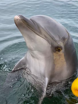 日間賀島ドルフィンビーチに投稿された画像（2025/9/25）