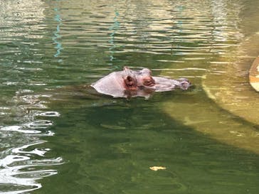 名古屋市東山動植物園に投稿された画像（2025/9/25）