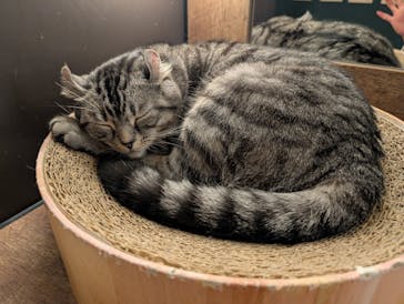 猫カフェモカ　池袋東口店に投稿された画像（2025/9/25）