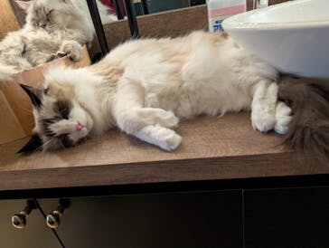 猫カフェモカ　池袋東口店に投稿された画像（2025/9/25）