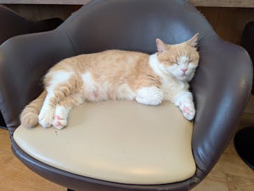 猫カフェモカ　池袋東口店に投稿された画像（2025/9/25）