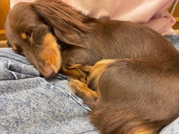 いぬカフェRio 鎌倉小町通り店に投稿された画像（2025/9/25）