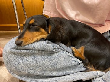 いぬカフェRio 鎌倉小町通り店に投稿された画像（2025/9/25）