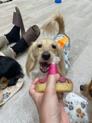 いぬカフェRio 鎌倉小町通り店に投稿された画像（2025/9/25）