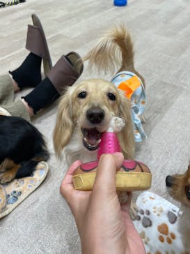 いぬカフェRio 鎌倉小町通り店に投稿された画像（2025/9/25）