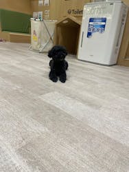 いぬカフェRio 鎌倉小町通り店に投稿された画像（2025/9/25）