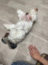 いぬカフェRio 鎌倉小町通り店に投稿された画像（2025/9/25）