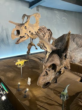 福井県立恐竜博物館に投稿された画像（2025/9/25）
