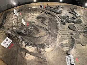 福井県立恐竜博物館に投稿された画像（2025/9/25）