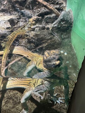 サンシャイン水族館に投稿された画像（2025/9/25）