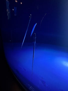 サンシャイン水族館に投稿された画像（2025/9/25）