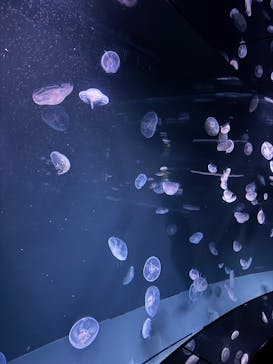 サンシャイン水族館に投稿された画像（2025/9/25）