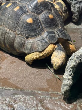 サンシャイン水族館に投稿された画像（2025/9/25）