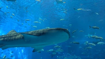 沖縄美ら海水族館に投稿された画像（2025/9/25）