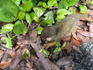 石垣やいま村に投稿された画像（2025/9/25）