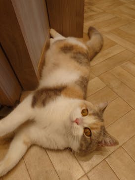 猫カフェモカ　イオンモール羽生店に投稿された画像（2025/9/25）