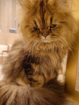 猫カフェモカ　イオンモール羽生店に投稿された画像（2025/9/25）